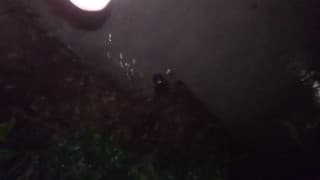 Late Night Urine